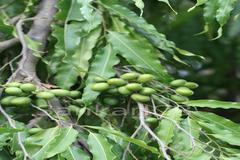 Polyalthia longifolia